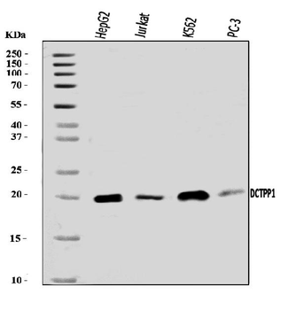 Anti-XTP3TPA/DCTPP1 Antibody