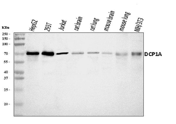 Anti-DCP1A Antibody