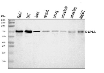 DCP1A Antibody