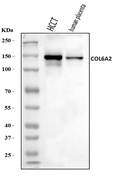 Anti-Collagen VI/COL6A2 Antibody