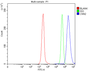 Calponin 2/CNN2 Antibody