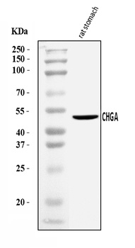 Chromogranin A/Chga Antibody