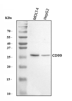 CD99 Antibody