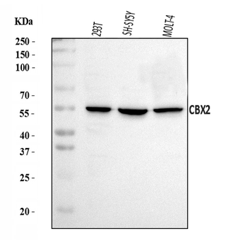 Anti-CBX2 Antibody