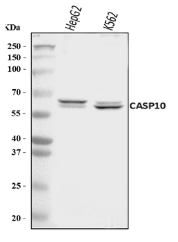 Anti-Caspase-10/CASP10 Antibody