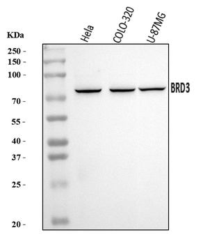 Anti-BRD3 Antibody