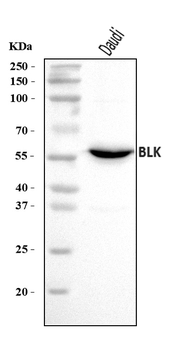 Anti-BLK Antibody