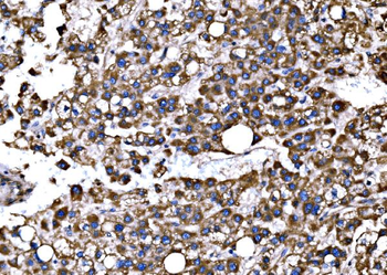Anti-Bim/BCL2L11 Antibody