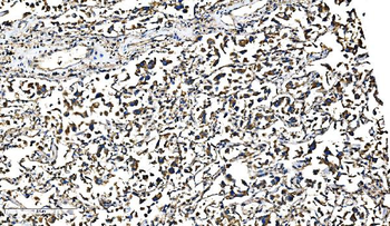 Anti-Bim/BCL2L11 Antibody