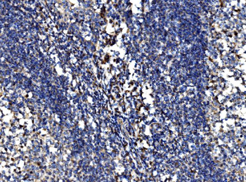 Anti-Bim/BCL2L11 Antibody