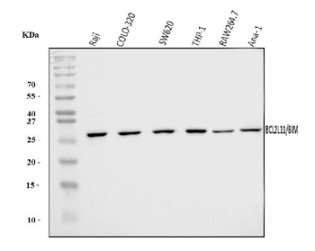 Anti-Bim/BCL2L11 Antibody