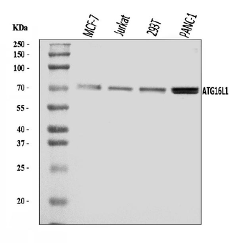 Anti-ATG16L1 Antibody