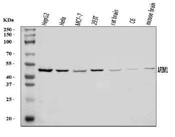 Anti-AP2M1 Antibody