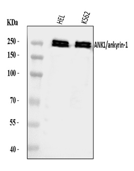 Ankyrin erythroid/ANK/ANK1 Antibody