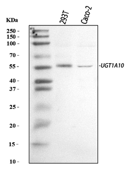 Anti-UGT1A10 Antibody