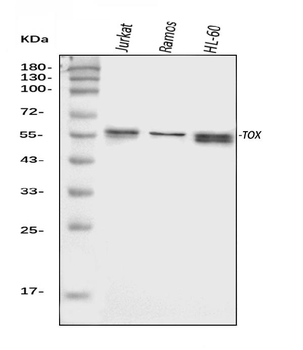 Anti-TOX Antibody