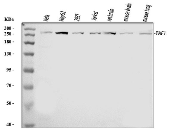 Anti-TAF1 Antibody
