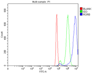 ROR beta/RORB Antibody