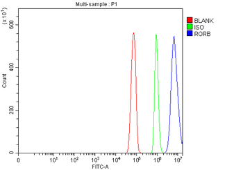 Anti-ROR beta/RORB Antibody