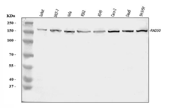 Anti-RAD50 Antibody