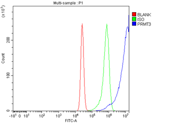 PRMT3 Antibody