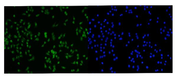 Anti-PRMT3 Antibody
