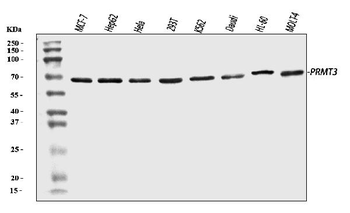 Anti-PRMT3 Antibody