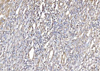 Anti-PLP2 Antibody