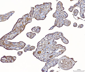 Anti-PLP2 Antibody