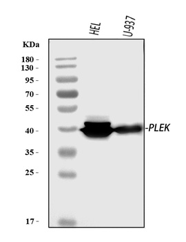 Pleckstrin/PLEK Antibody
