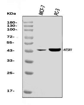 Anti-Neurotensin Receptor 1/NTSR1 Antibody