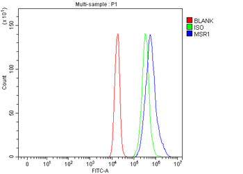 CD204/Msr1 Antibody