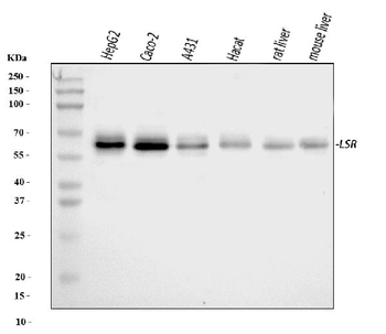 Anti-LSR Antibody