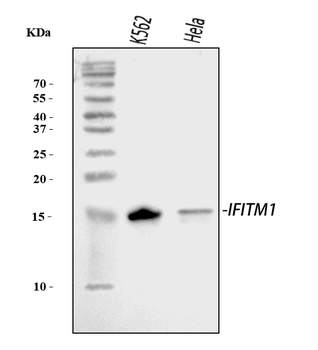 IFITM1 Antibody