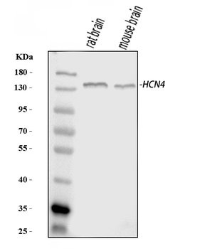 Anti-HCN4 Antibody