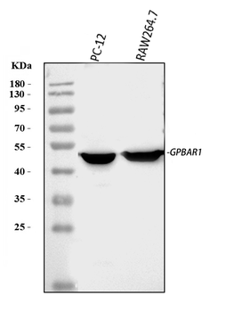 Anti-GPCR TGR5/GPBAR1 Antibody