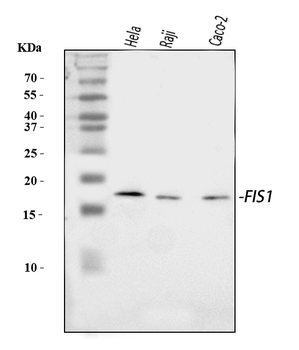 Anti-TTC11/FIS1 Antibody
