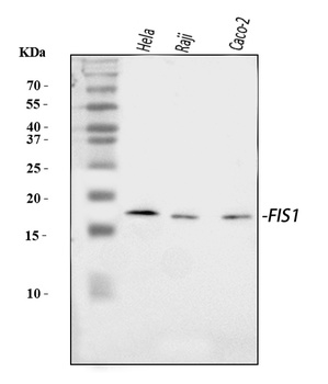 TTC11/FIS1 Antibody