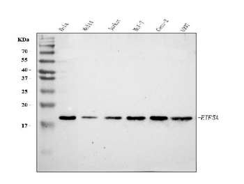 EIF5A Antibody