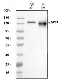Anti-ENPP1/PC1 Antibody