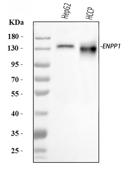 ENPP1/PC1 Antibody