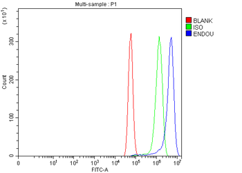 Anti-PP11/ENDOU Antibody