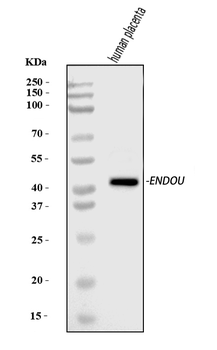 Anti-PP11/ENDOU Antibody