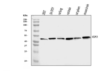 Anti-E2F3 Antibody