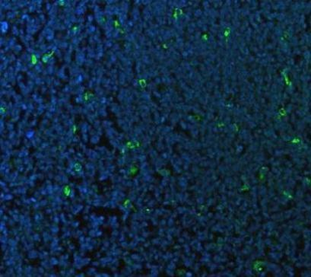 Anti-CD68 Antibody