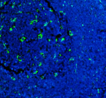 Anti-CD68 Antibody