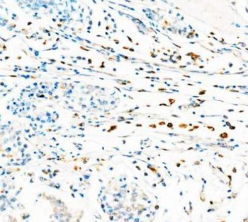 Anti-CD68 Antibody