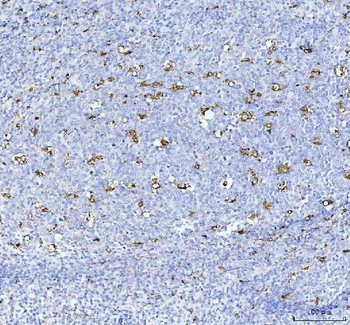 Anti-CD68 Antibody