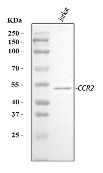 Anti-CCR2 Antibody
