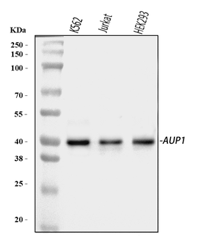 Anti-AUP1 Antibody